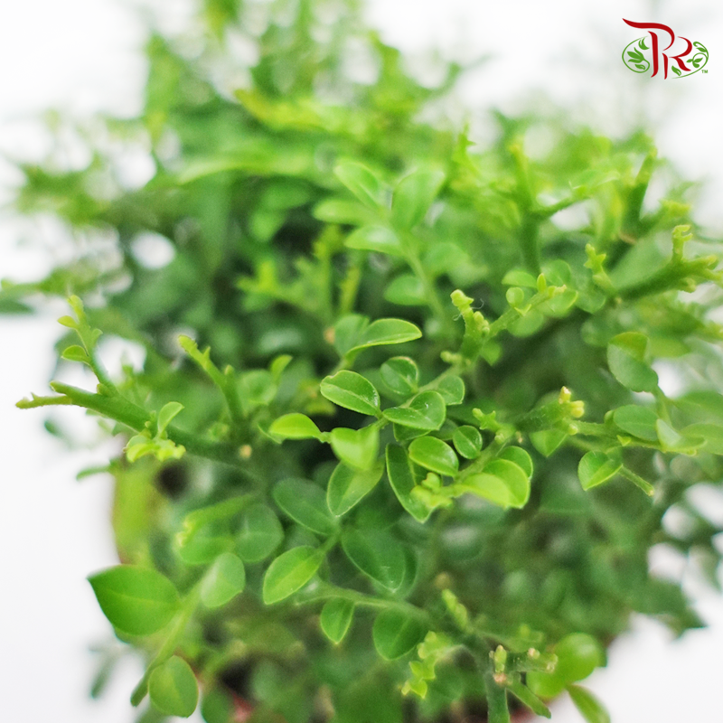 Murraya Dwarf P110《矮九里香》