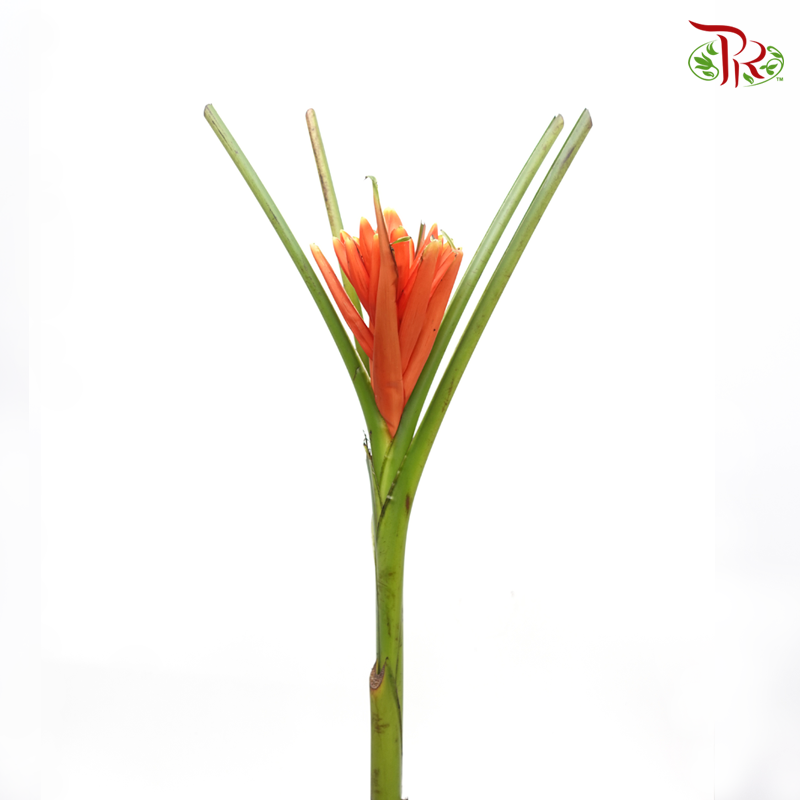 Musa Banana Flower - (Per Stem)-Orange-Malaysia-prflorist.com.my