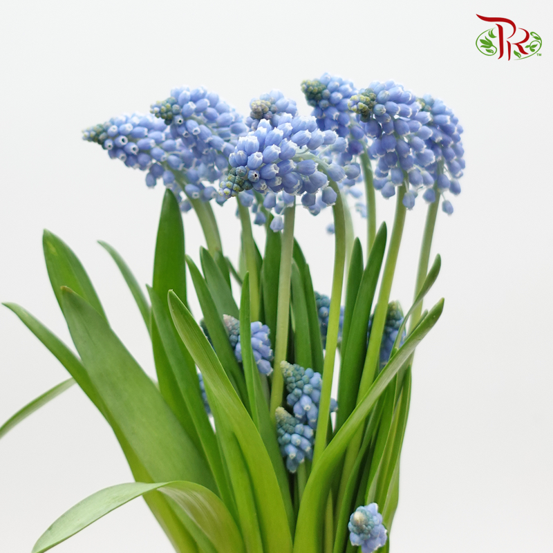 Muscari Blue - (5 Stems)-Netherland-prflorist.com.my