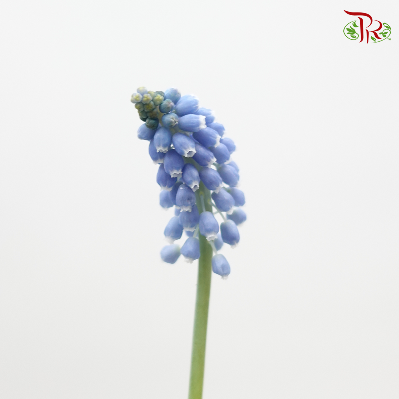 Muscari Blue - (5 Stems)-Netherland-prflorist.com.my