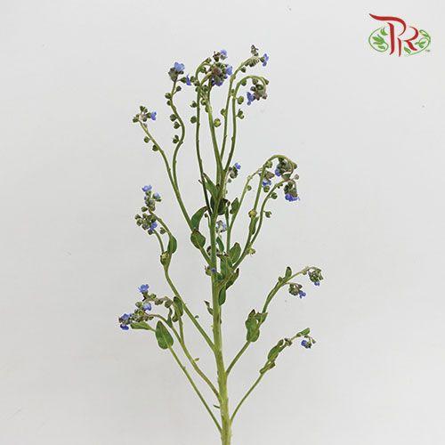 Myosotis - (Per Bunch)-Blue-China-prflorist.com.my