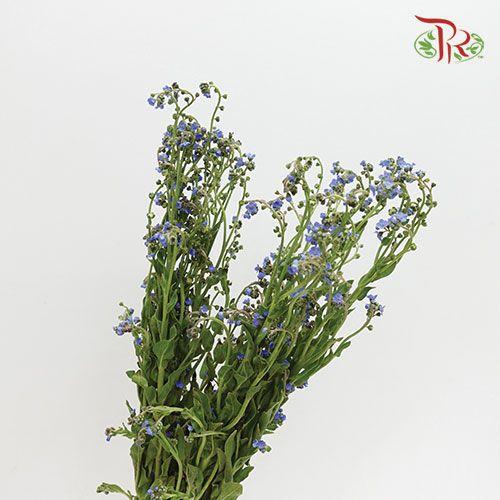 Myosotis - (Per Bunch)-Blue-China-prflorist.com.my