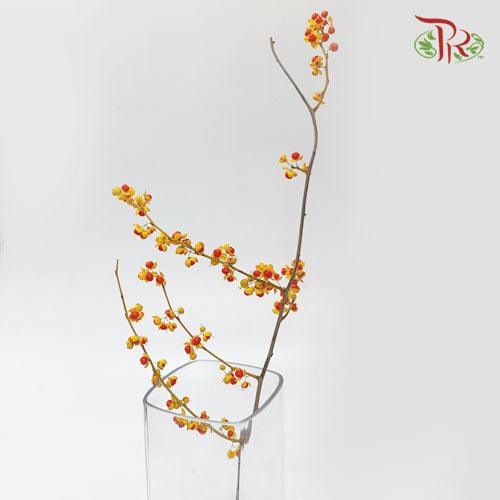 Celastrus Treestrangler - (Per Stem) - Pudu Ria Florist