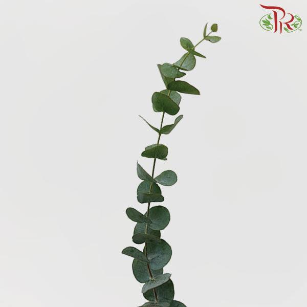 Eucalyptus - Baby Blue (300 - 350 Gram) - Pudu Ria Florist