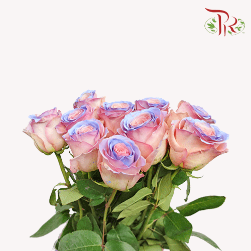 Ceres Rose - Pink Blue Heaven (10 Stems) - Pudu Ria Florist