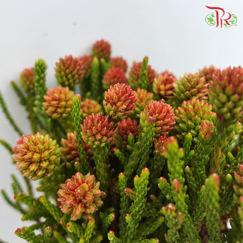 Nebelia Cluster Star - (Per Bunch)-Red-Africa-prflorist.com.my