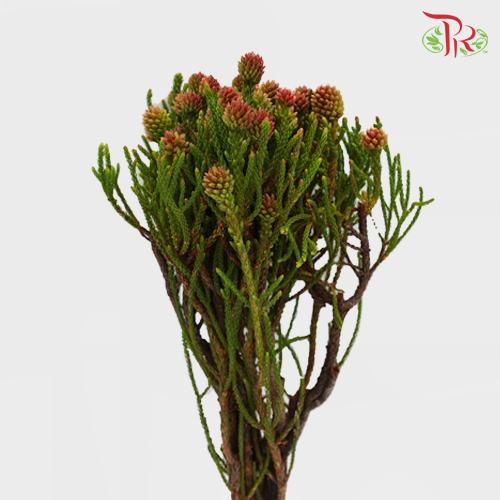 Nebelia Cluster Star - (Per Bunch)-Red-Africa-prflorist.com.my