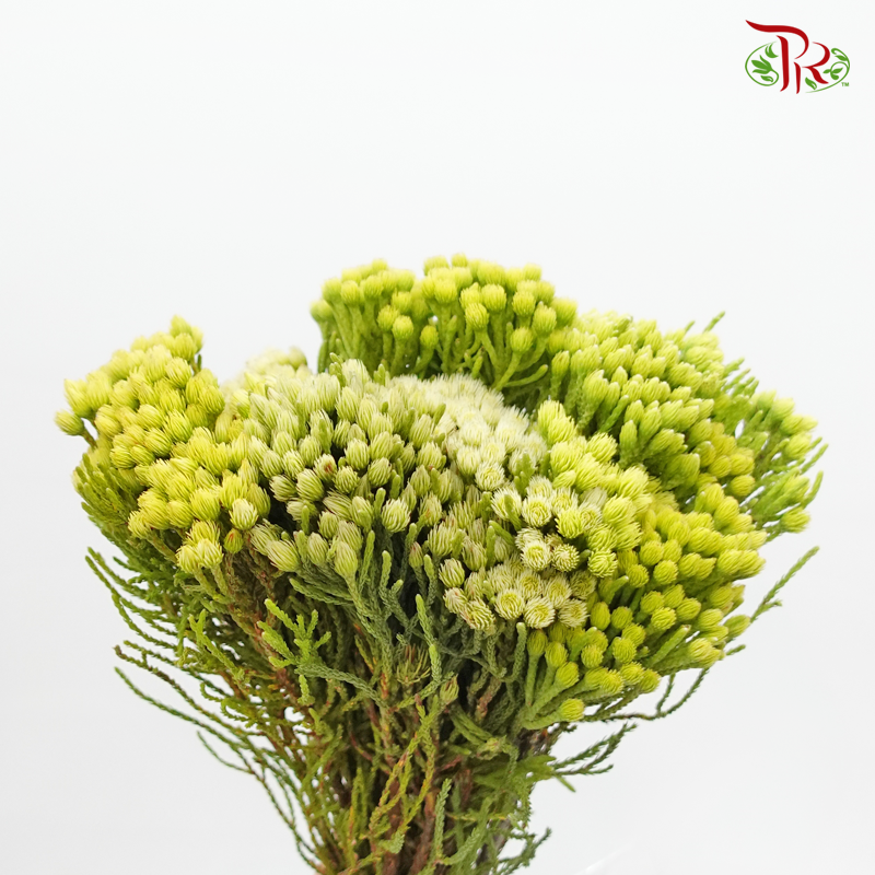 Nebelia Palaceaea - (Per Bunch)-Green-Africa-prflorist.com.my