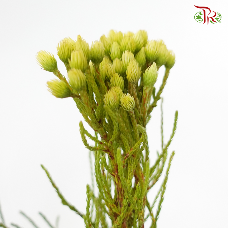 Nebelia Palaceaea - (Per Bunch)-Green-Africa-prflorist.com.my