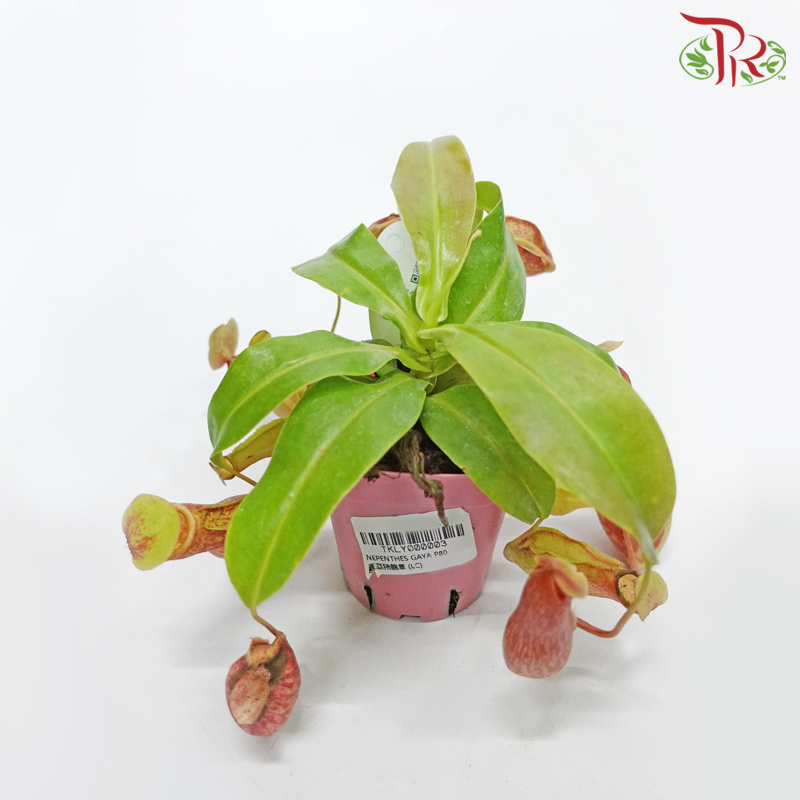 Nepenthes Gaya《蓋亞豬籠草》