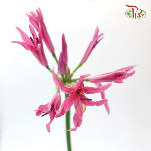 Nerine - Pink (2 Stems)-Pink-Netherland-prflorist.com.my