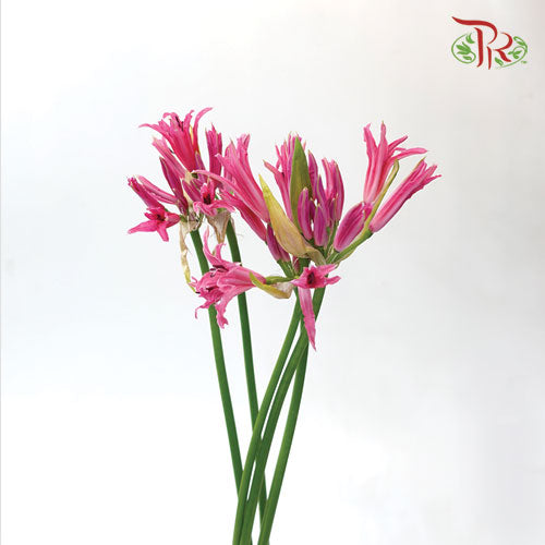 Nerine - Pink (2 Stems)-Pink-Netherland-prflorist.com.my