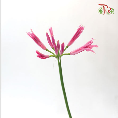 Nerine - Pink (2 Stems)-Pink-Netherland-prflorist.com.my