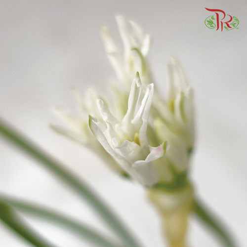 Nerine - White (2 Stems)-White-Netherland-prflorist.com.my
