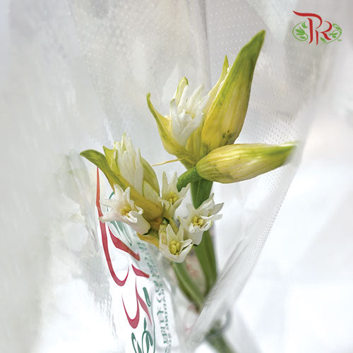 Nerine - White (2 Stems)-White-Netherland-prflorist.com.my