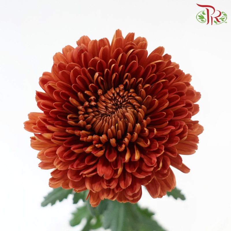 Net Mum Chrysanthemum - Copper Red (12 Stems)-Red-Malaysia-prflorist.com.my