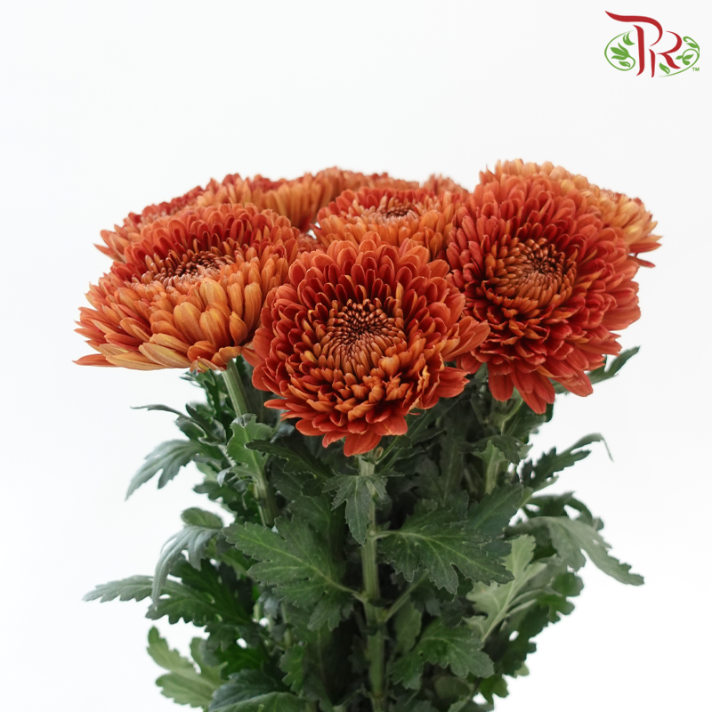 Net Mum Chrysanthemum - Copper Red (12 Stems)-Red-Malaysia-prflorist.com.my