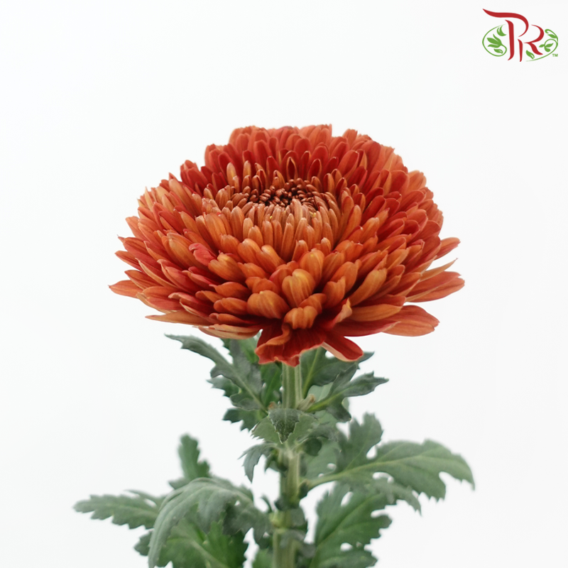 Net Mum Chrysanthemum - Copper Red (12 Stems)-Red-Malaysia-prflorist.com.my
