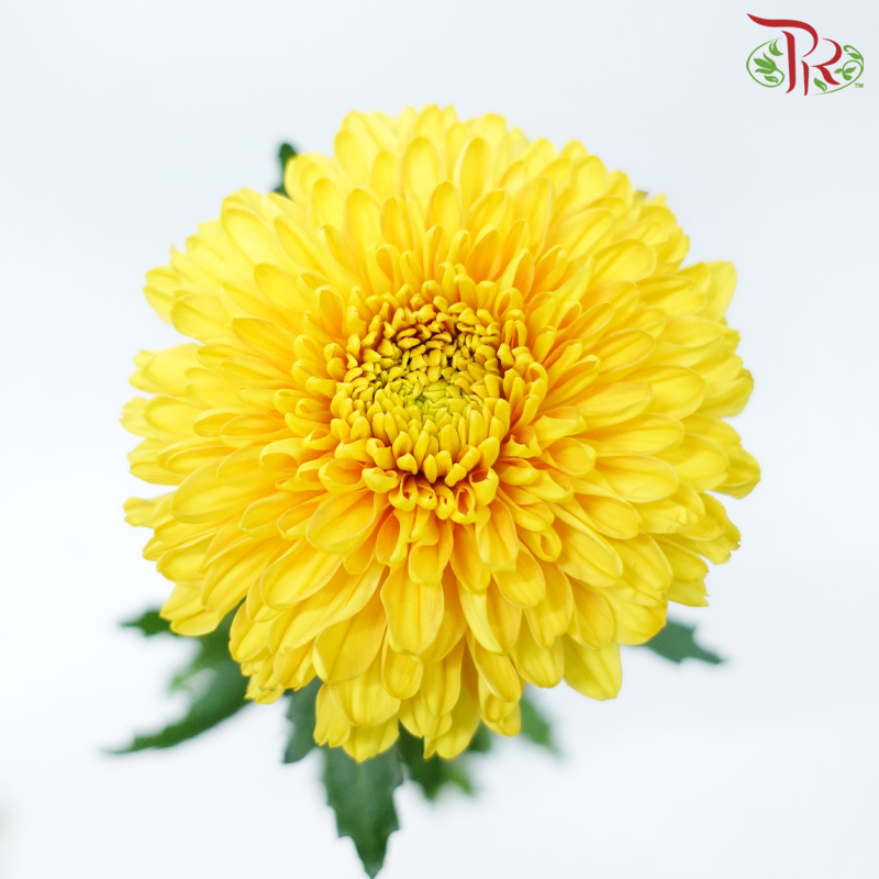 Net Mum Chrysanthemum - Rossano Gold (12 Stems)-Gold-Malaysia-prflorist.com.my