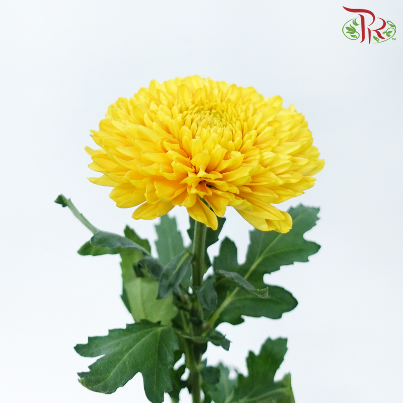 Net Mum Chrysanthemum - Rossano Gold (12 Stems)-Gold-Malaysia-prflorist.com.my