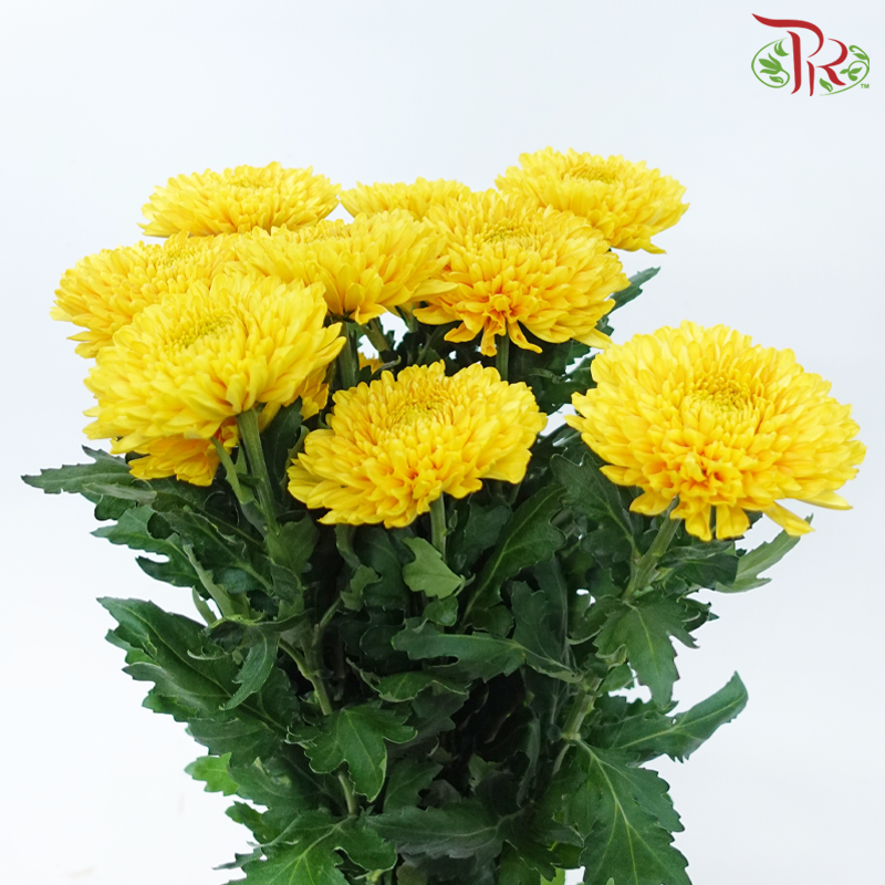 Net Mum Chrysanthemum - Rossano Gold (12 Stems)-Gold-Malaysia-prflorist.com.my