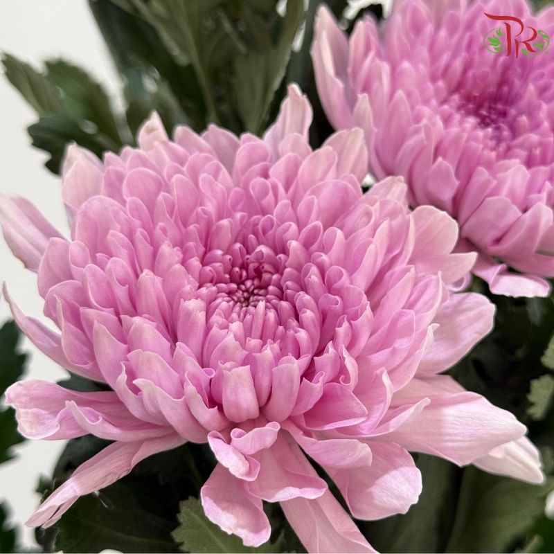 Anastasia / Net Mum Chrysanthemum