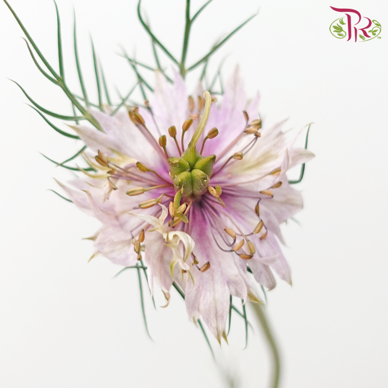 Nigella Lilac - Per Bunch-Lilac-China-prflorist.com.my