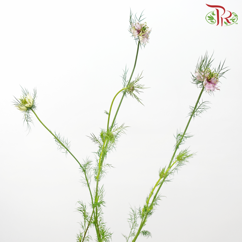 Nigella Lilac - Per Bunch-Lilac-China-prflorist.com.my