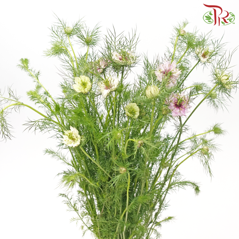 Nigella Lilac - Per Bunch-Lilac-China-prflorist.com.my