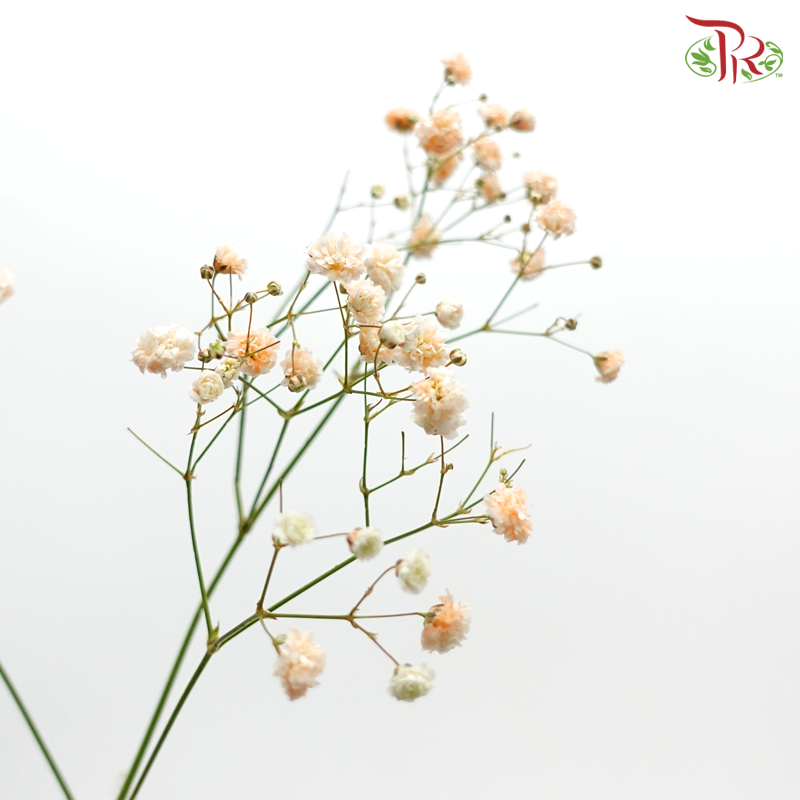 Nina Baby's Breath Dyed - Orange (5 Stems)-Orange-Ecd-prflorist.com.my