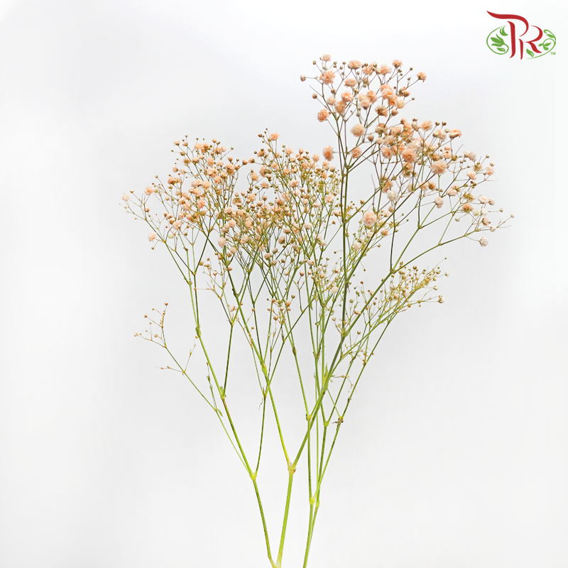 Nina Baby's Breath Dyed - Orange (5 Stems)-Orange-Ecd-prflorist.com.my