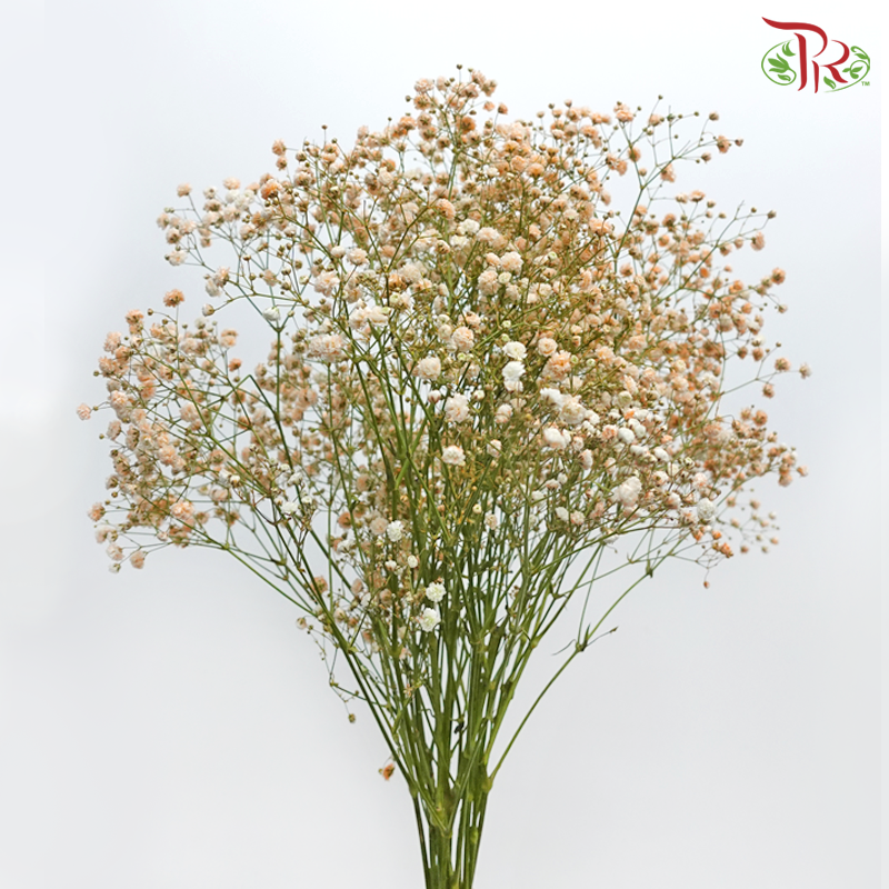 Nina Baby's Breath Dyed - Orange (5 Stems)-Orange-Ecd-prflorist.com.my