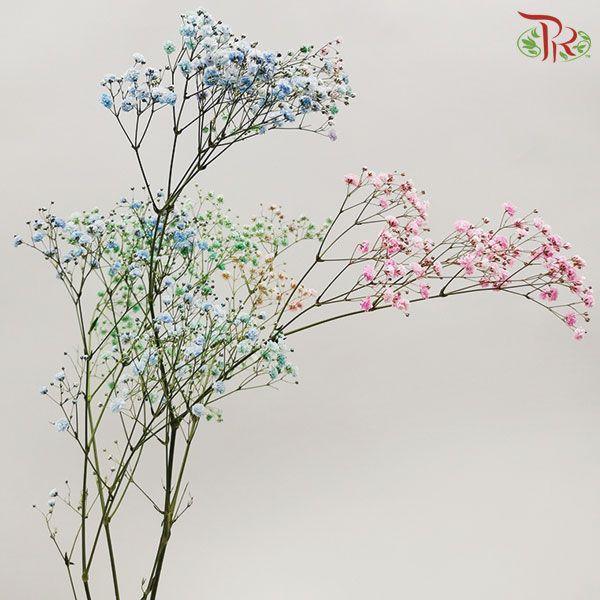 Nina Baby's Breath Dyed - Rainbow (5 Stems)-Rainbow-Ecd-prflorist.com.my