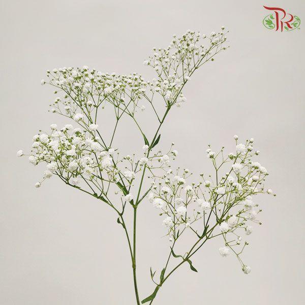Nina's Baby's Breath Gypsophila - White (5 Stems)-White-Ecd-prflorist.com.my