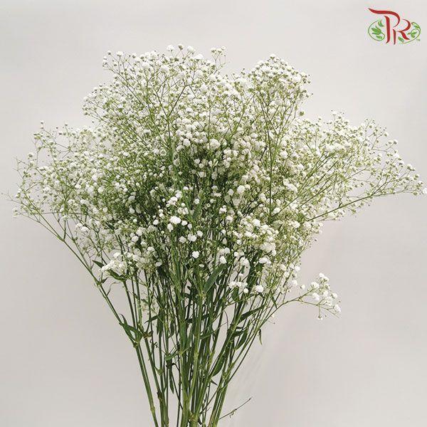 Nina's Baby's Breath Gypsophila - White (5 Stems)-White-Ecd-prflorist.com.my