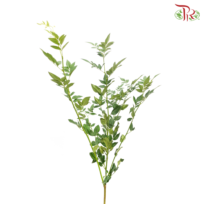 Nine Star Leaf (Per Bunch)-China-prflorist.com.my