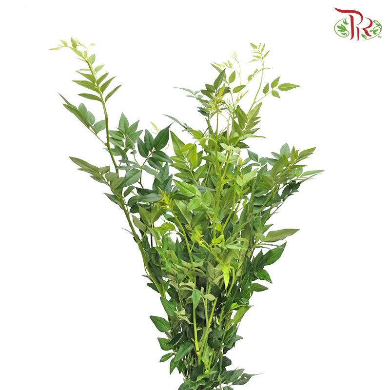 Nine Star Leaf (Per Bunch)-China-prflorist.com.my