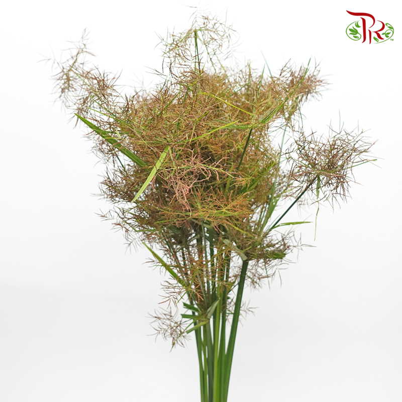 Nutsedge (Per Bunch)-Green-Malaysia-prflorist.com.my