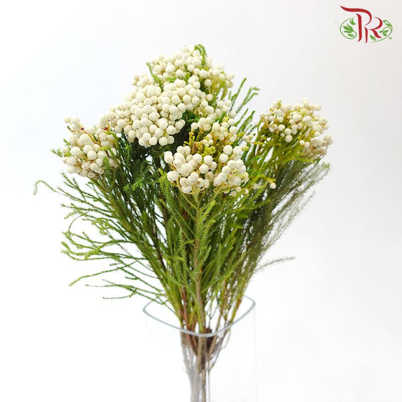 Berzelia Lanuginosa White - (8-10 Stems) - Pudu Ria Florist