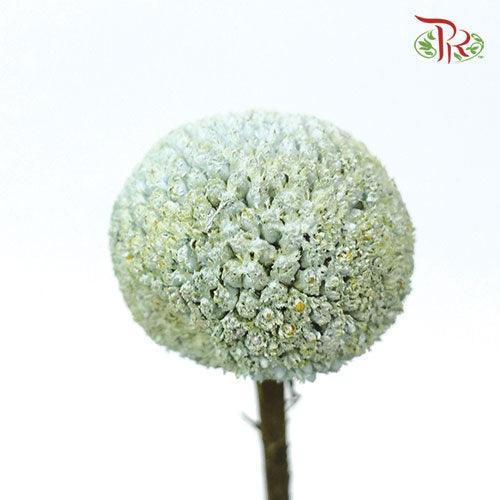 Craspedia Dyed - Light Blue (10 Stems) - Pudu Ria Florist