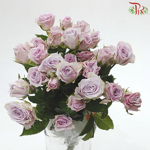 Rose Spray - Light Purple (5 Stems) - Pudu Ria Florist