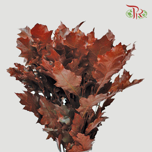 Oak Leaf Dyed - Brown (5 Stems)-Netherland-prflorist.com.my