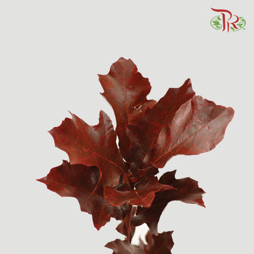 Oak Leaf Dyed - Brown (5 Stems)-Netherland-prflorist.com.my