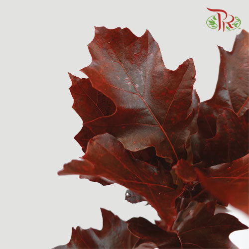 Oak Leaf Dyed - Brown (5 Stems)-Netherland-prflorist.com.my