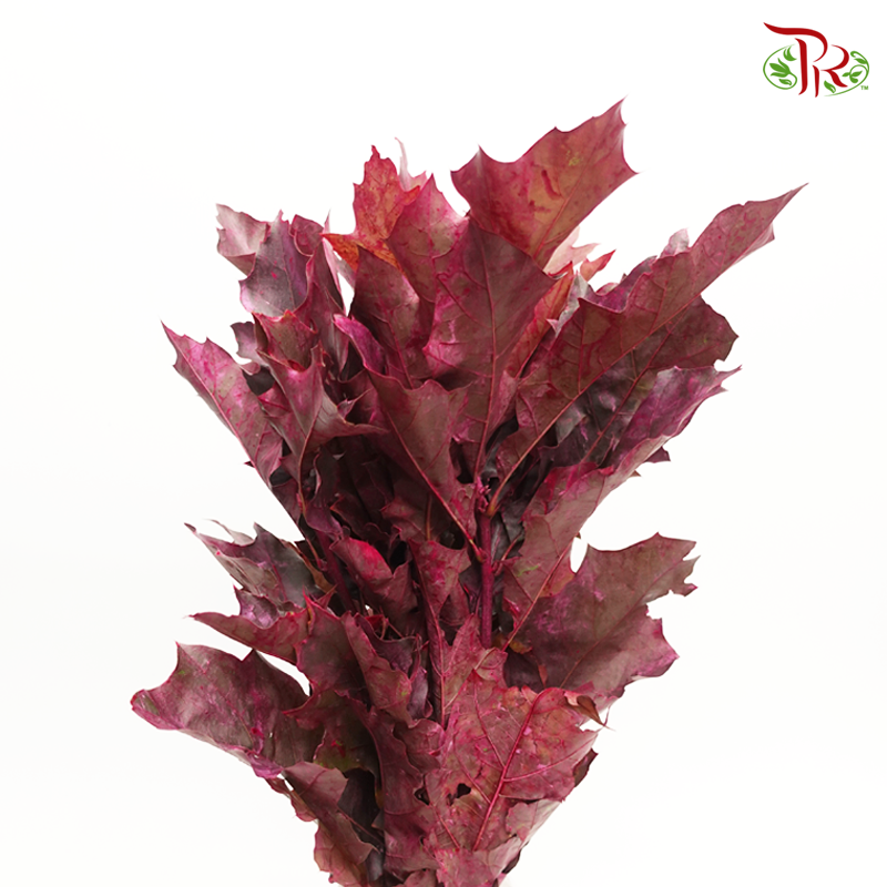 Oak Leaf Dyed - Purple (5 Stems)-Purple-Netherland-prflorist.com.my