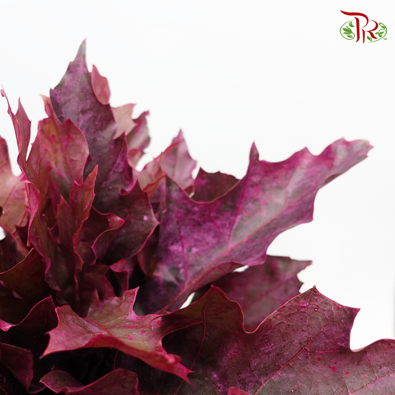 Oak Leaf Dyed - Purple (5 Stems)-Purple-Netherland-prflorist.com.my