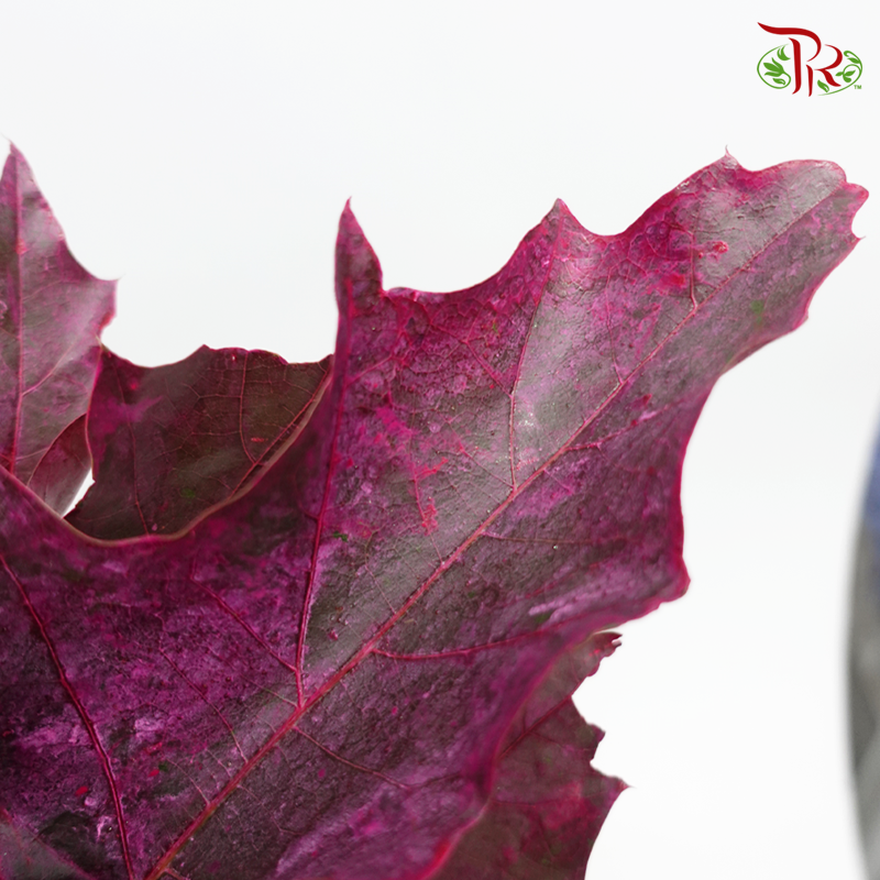 Oak Leaf Dyed - Purple (5 Stems)-Purple-Netherland-prflorist.com.my