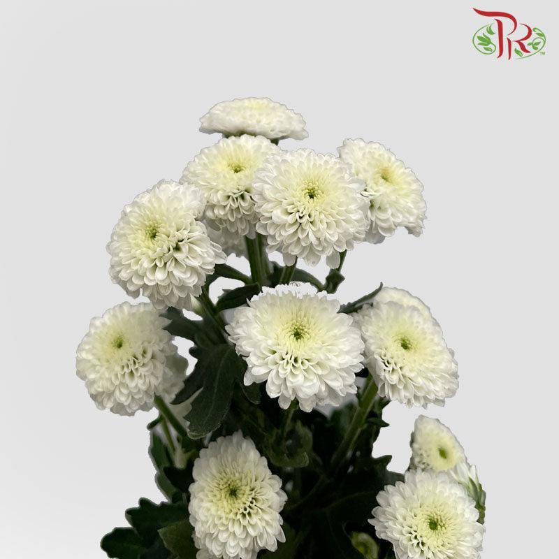 Calimero Mini Pom Pom - Snow (10 Stems) - Pudu Ria Florist