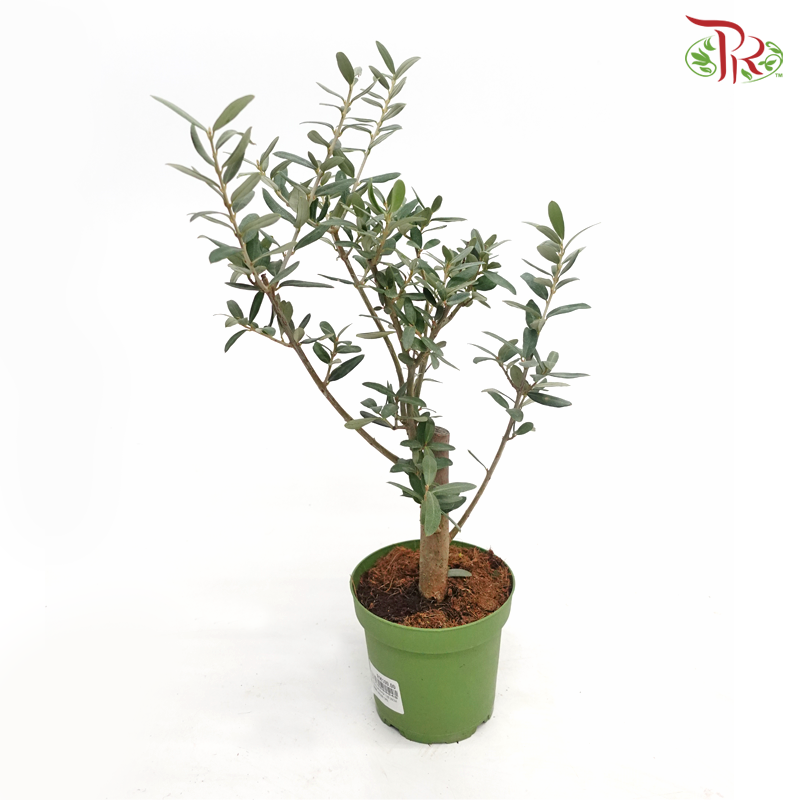Olea Europaea - Olive Tree《油橄欖》(35cm)-Pudu Ria Florist-prflorist.com.my