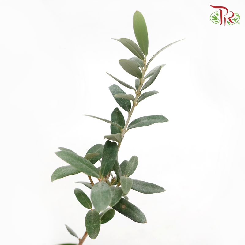 Olea Europaea - Olive Tree《油橄欖》(35cm)-Pudu Ria Florist-prflorist.com.my